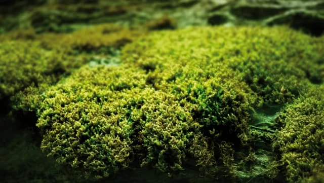 Activismo Medioambiental - Cabreiroá