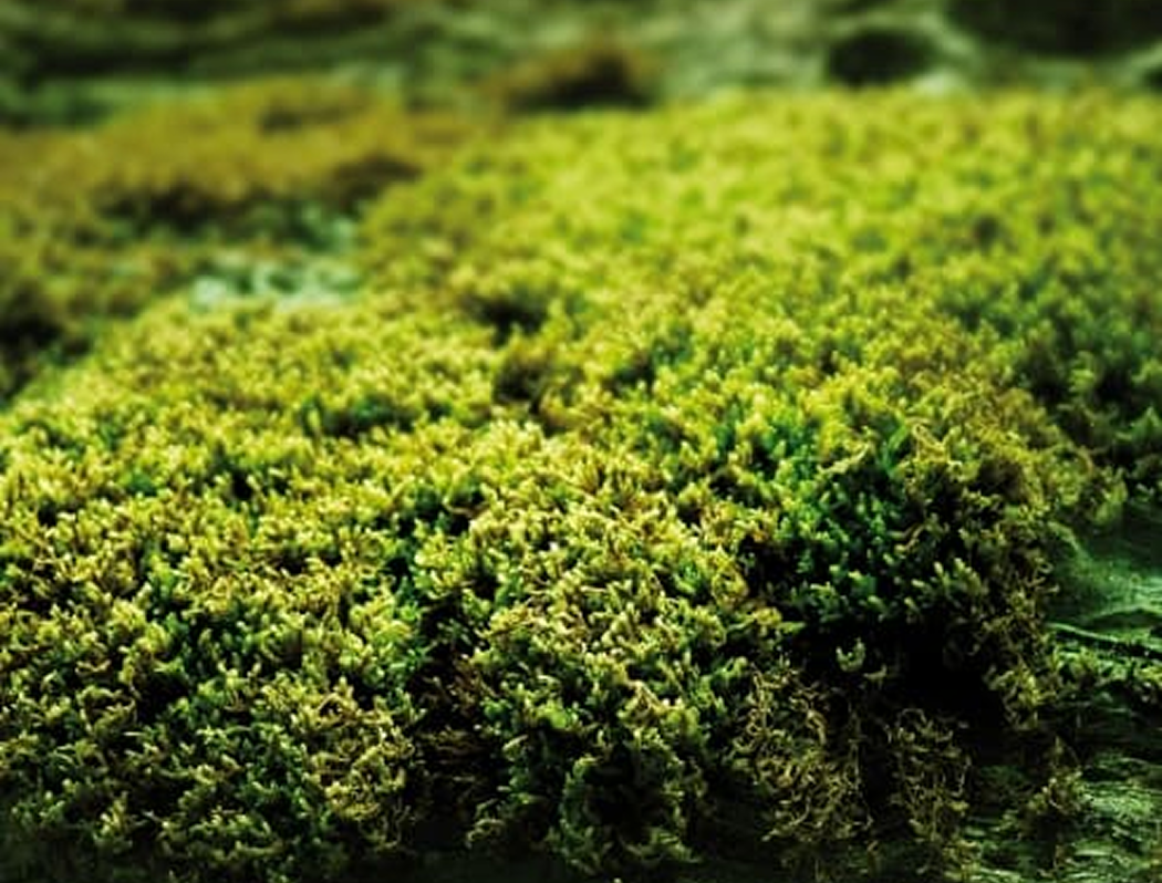 Proyecto Origen - Galería - Cabreiroá